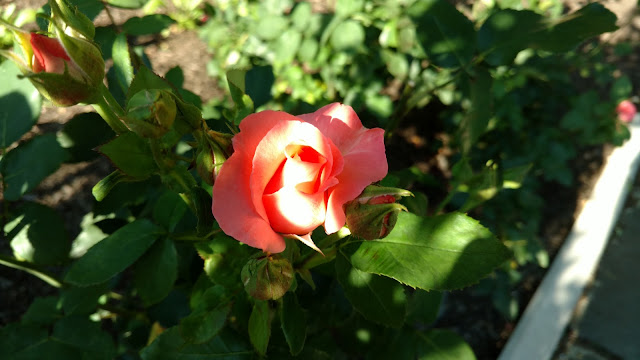 Сад Троянд Рудольфа В. Ван Дер Гута, Сомерсет, Нью-Джерсі (Rudolf W. van der Goot Rose Garden, Somerset, NJ)