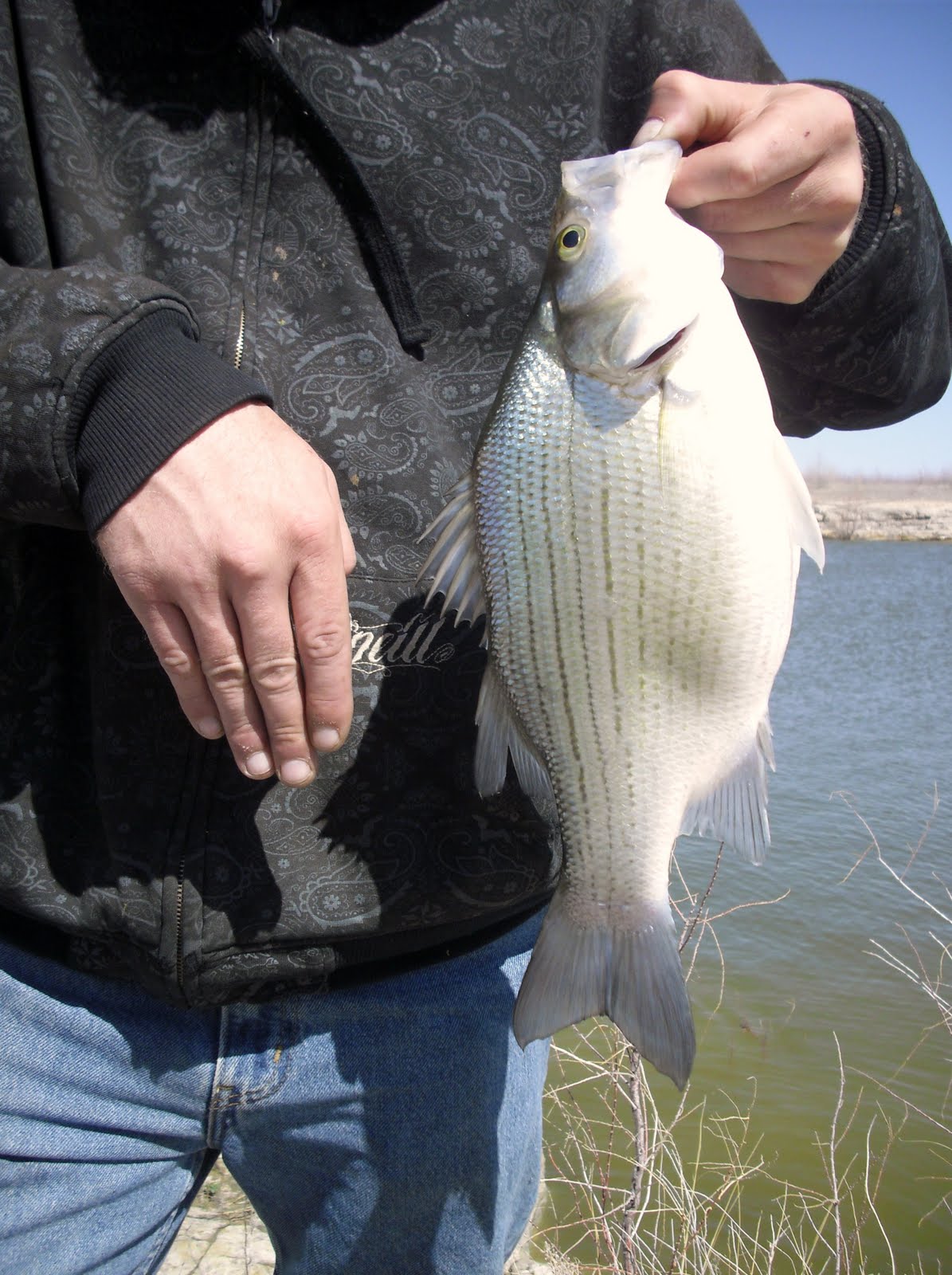 great fishing tips What are wiper fish and how do i catch them