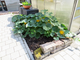 Meine kleine Welt: Gartenstand Ende Juli '13