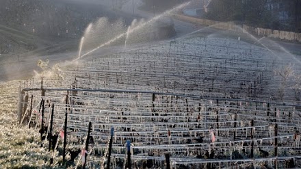 Γαλλία: Ο χειρότερος παγετός των τελευταίων 30 χρόνων έπληξε σφοδρά τη φετινή παραγωγή κρασιού
