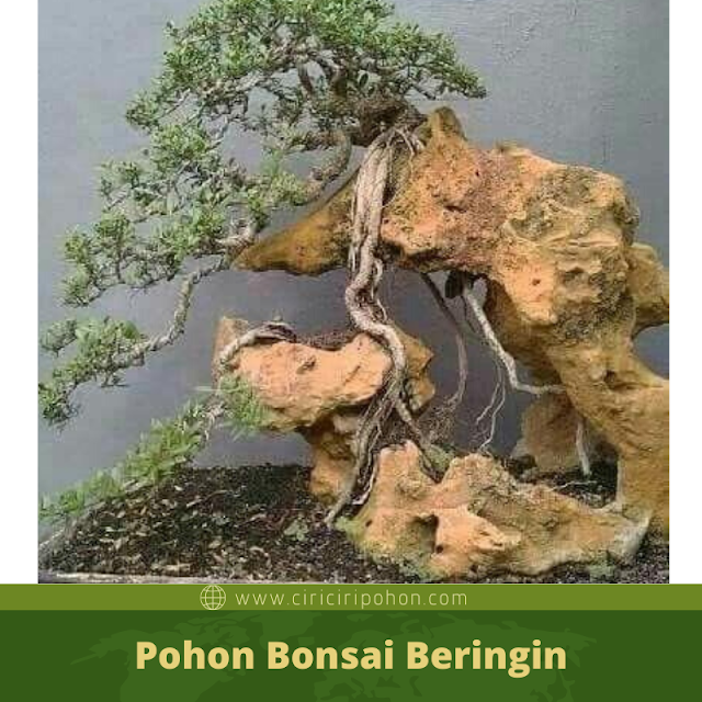 Ciri Ciri Pohon Bonsai Beringin