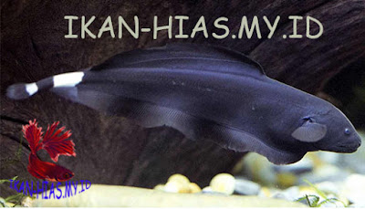 Ikan Hias Air Tawar Black Phantom