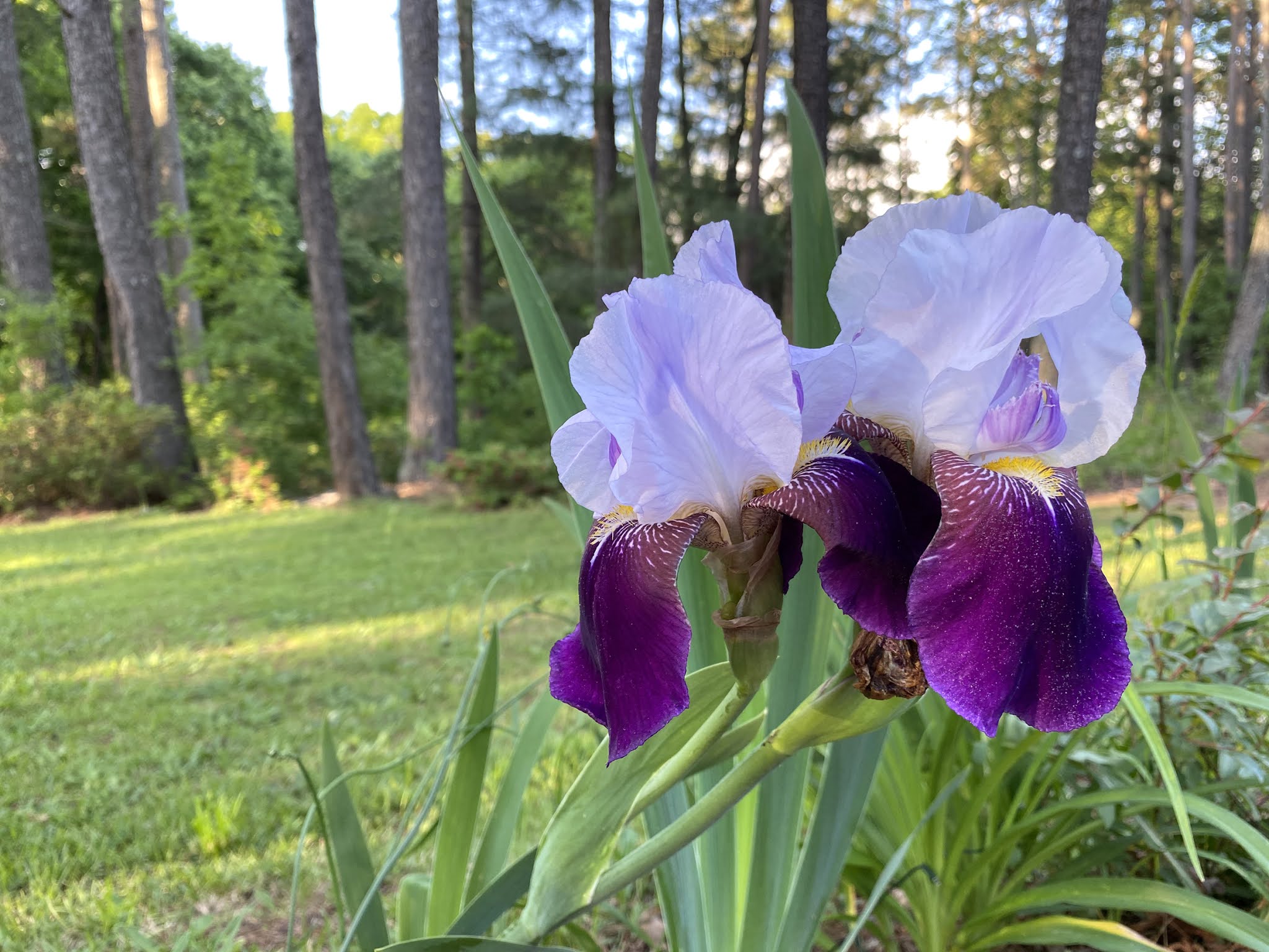 Quilted Blooms In Bloom 58 + Irises