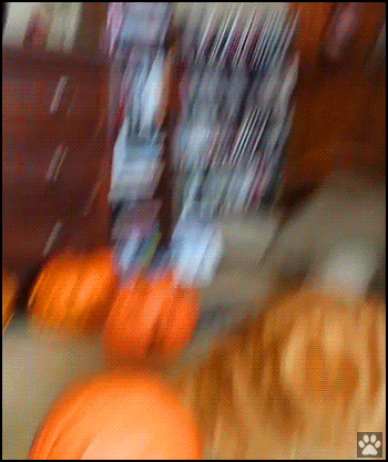 Funny Cat GIF • Curious cat gets his head stuck in a vicious pumpkin. Abort! Abort! Abort! Funny Cat GIF • Curious cat gets his head stuck in a vicious pumpkin. Abort! Abort! Abort!
