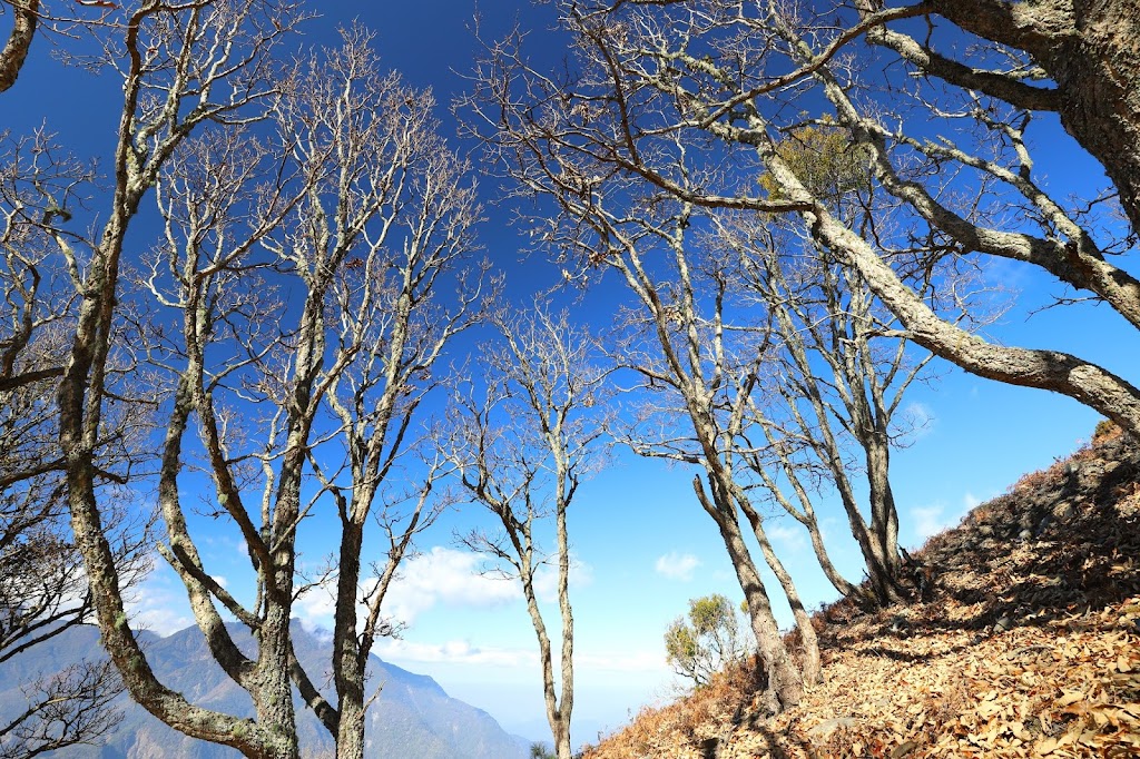 加年端山南側的大片栓皮櫟純林