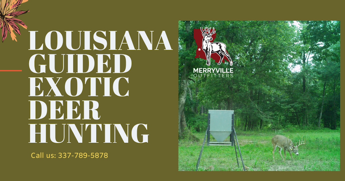 Louisiana Guided Exotic Deer Hunting
