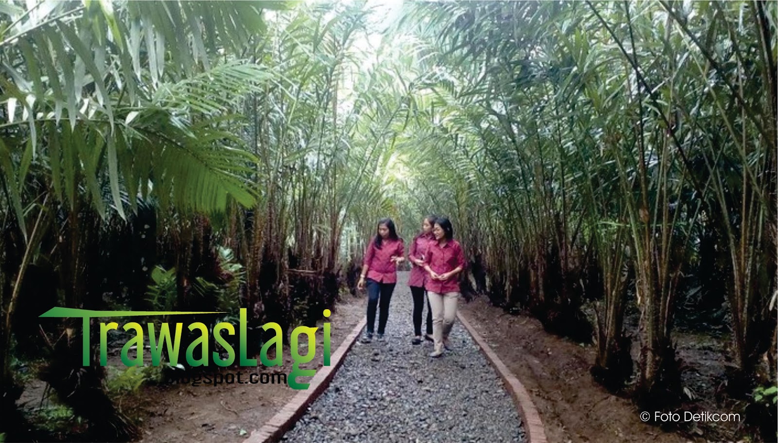 Sensasi Petik Salak & Kopi Langsung Dari Pohon ,Kebon Salak & Kopi