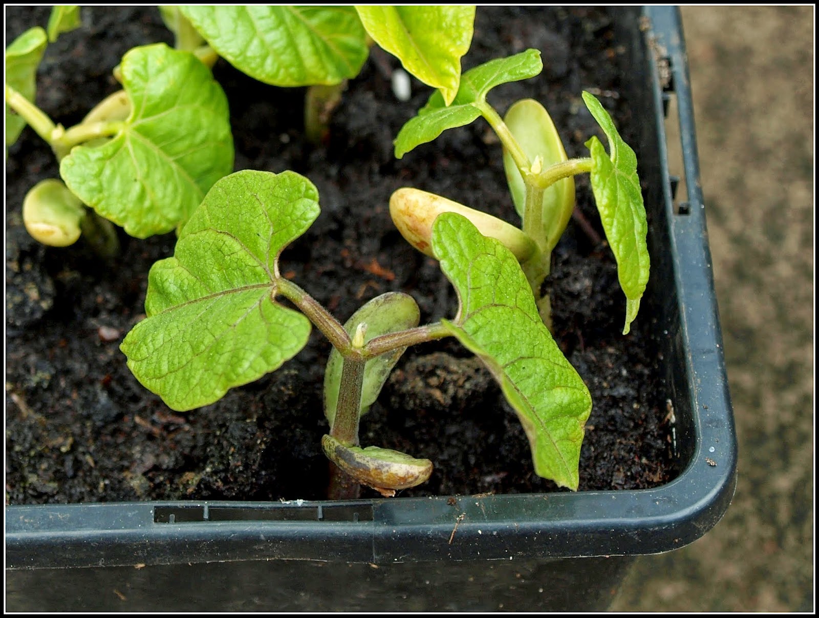 Mark's Veg Plot Beans