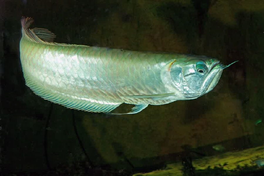 Ikan Arwana? Ini Dia Arwana Silver Sebagai Pilihan Alternatif Untuk jpg (899x600)