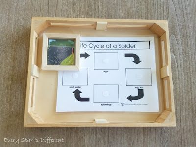 Life Cycle of a Spider Activity and Printable