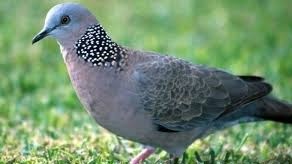 Misteri Arti Mimpi Memegang Burung Perkutut Menurut Psikolog Dan Ahli  Tafsir Mimpi - Tabir Dakwah