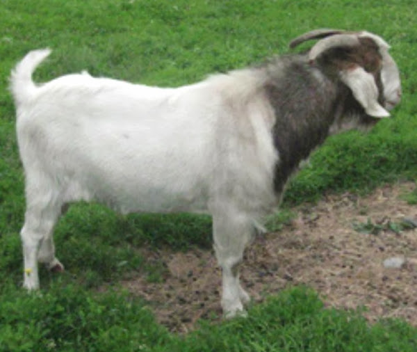 nubian boer goat, raising nubian boer goats, nubian boer goat farming, boer goat, nubian goat