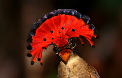 royal flycatcher amazonian bird passerine forest found
