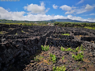 PORTUGAL / Biscoitos, Ilha Terceira, Açores, Portugal