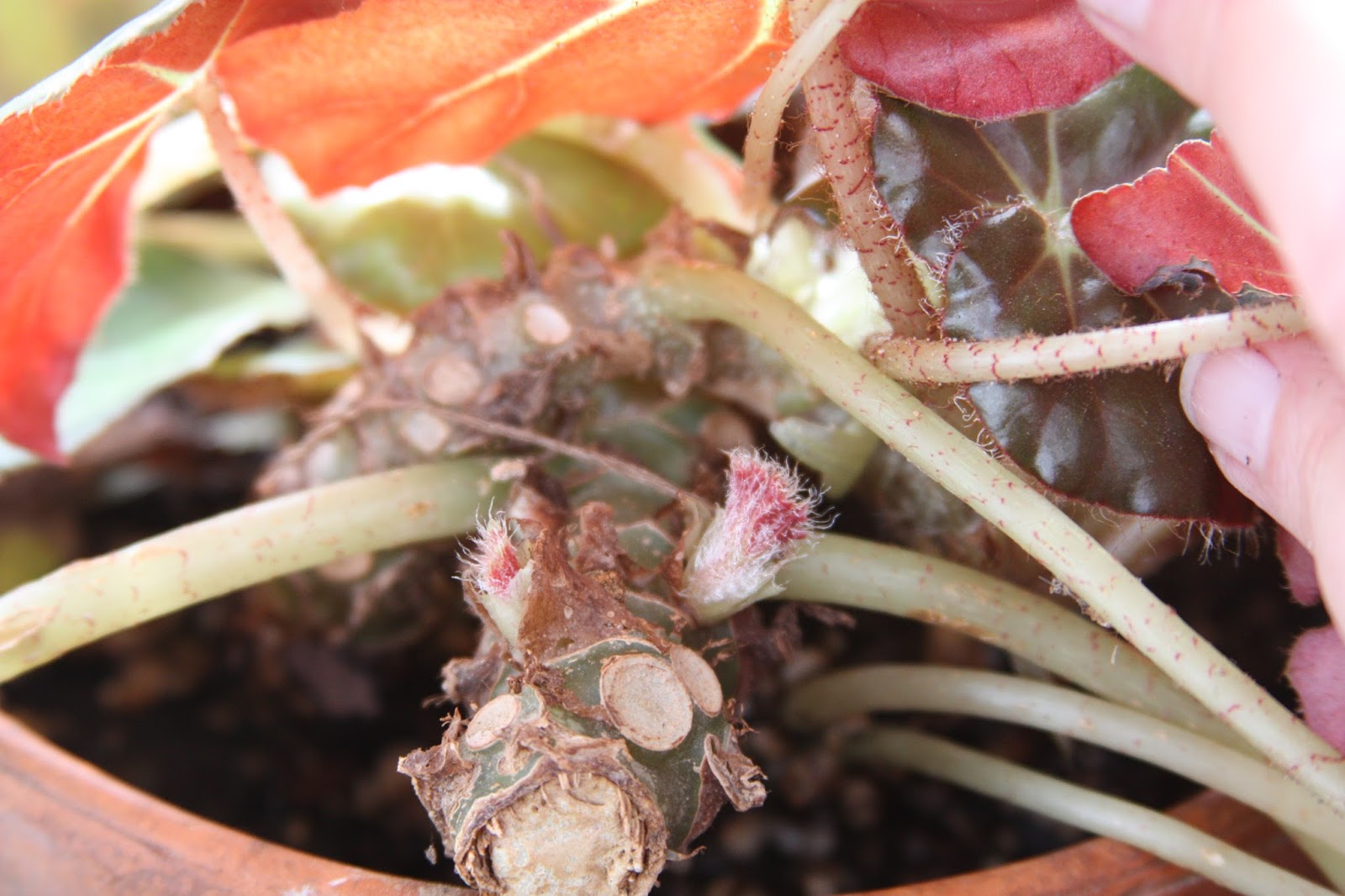 Beefsteak Begonia Propagate Stem Cuttings