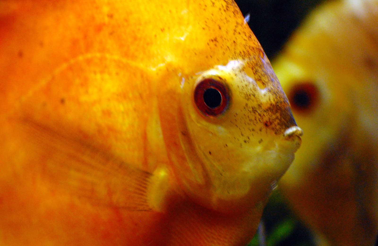 Почему головы желтые. Желтые аквариумные рыбки. Рыбы жирненькиев жёлтые аквариумные. Рыбки желтые с черными пятнами.