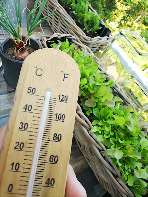 異常気象での菜園生活  Potager in abnormal weather 