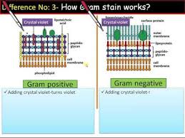 Gram Positive Vs Gram Negative Bacteria Chart