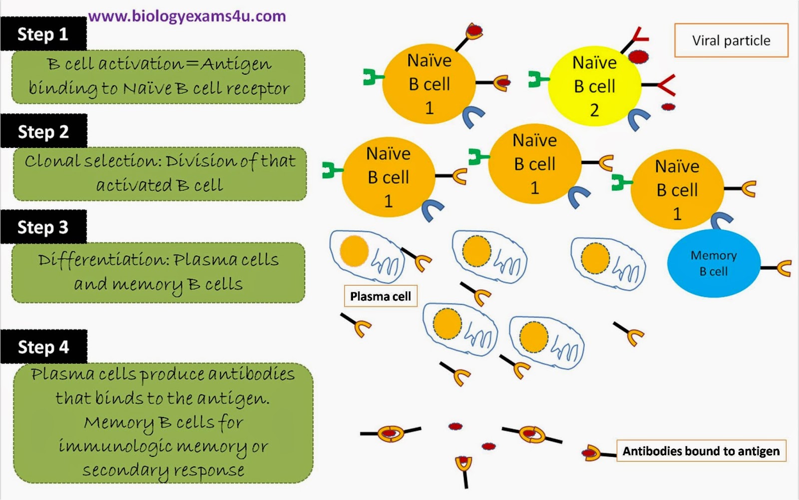 Humoral Immune Response: Definition and Summary of Steps involved