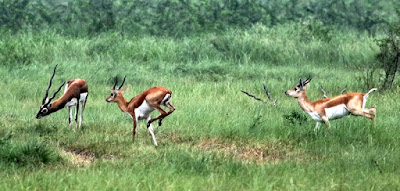 "Blackbuck   Kanjari Deer Park  scampering "