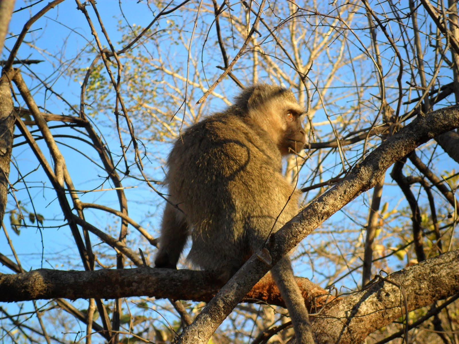 Stone Ranger: The Monkeys