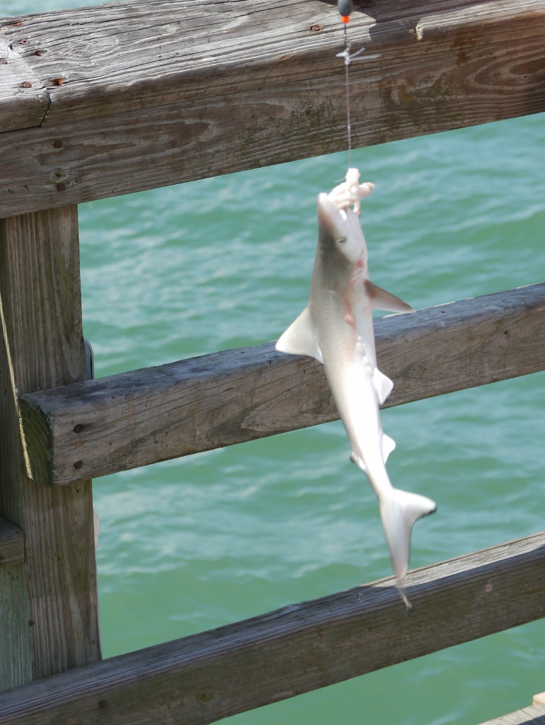 Petit requin blanc Requin blanc Pier Naples Floride