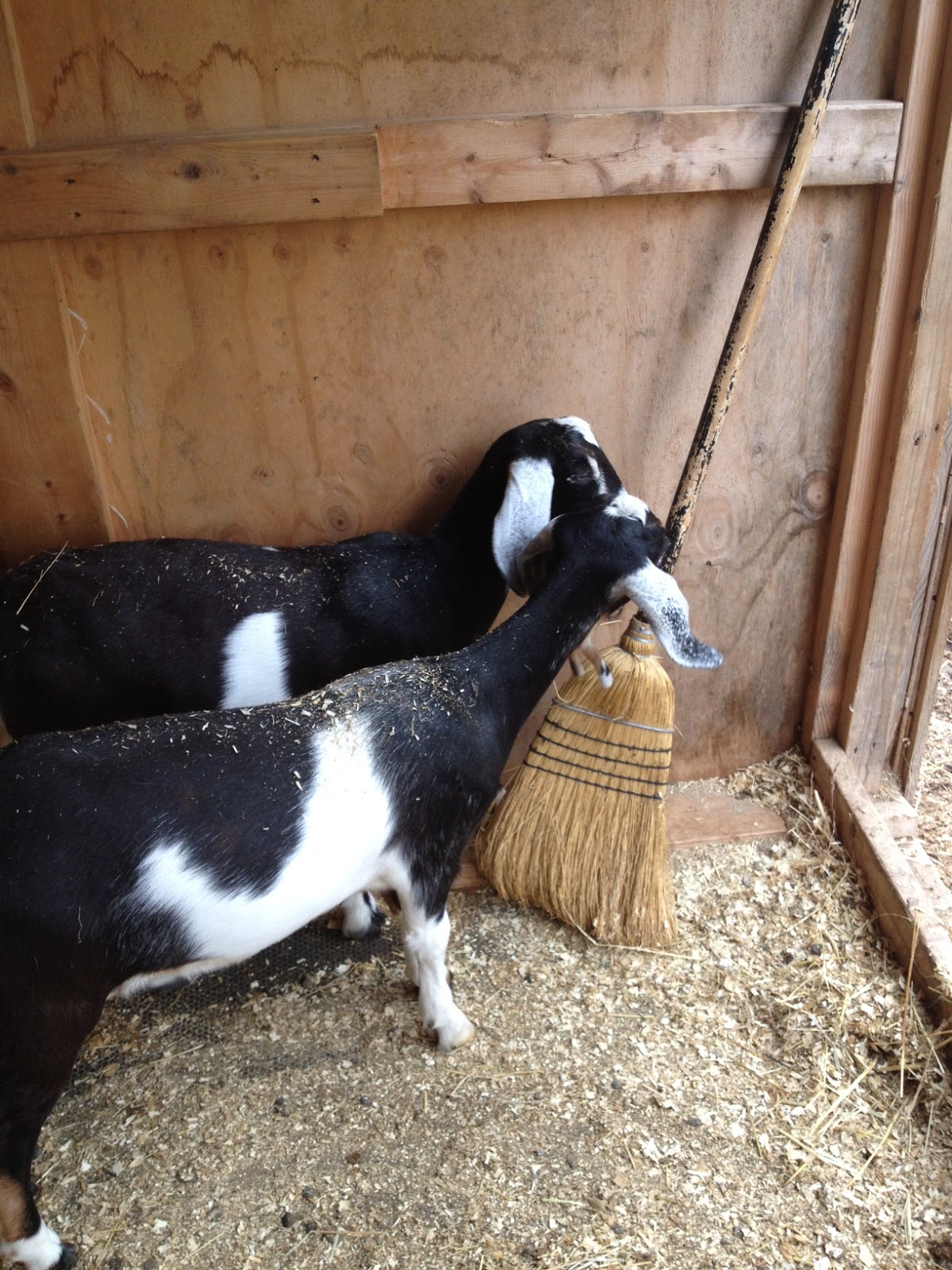 goats+broom.jpg
