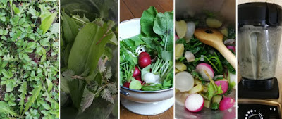 Zubereitung Frühlingshafte Suppe mit Wildkräutern und Radieschen Zubereitung Frühlingshafte Suppe mit Wildkräutern und Radieschen