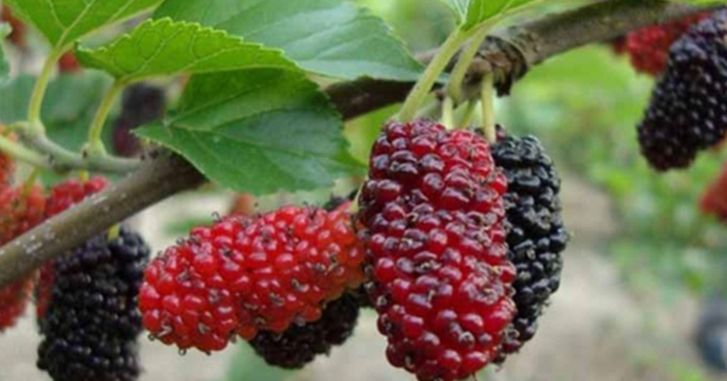 14+ Arti Mimpi Makan Buah Murbei
