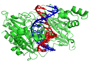 Restriksiyon enzimi EcoRV (yeşil), substrat DNA'sı ile birlikte