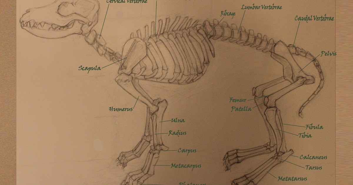 Art of Amanda Burn: Dog Anatomy Assignment