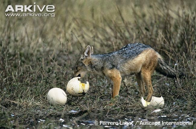 Black backed Jackal