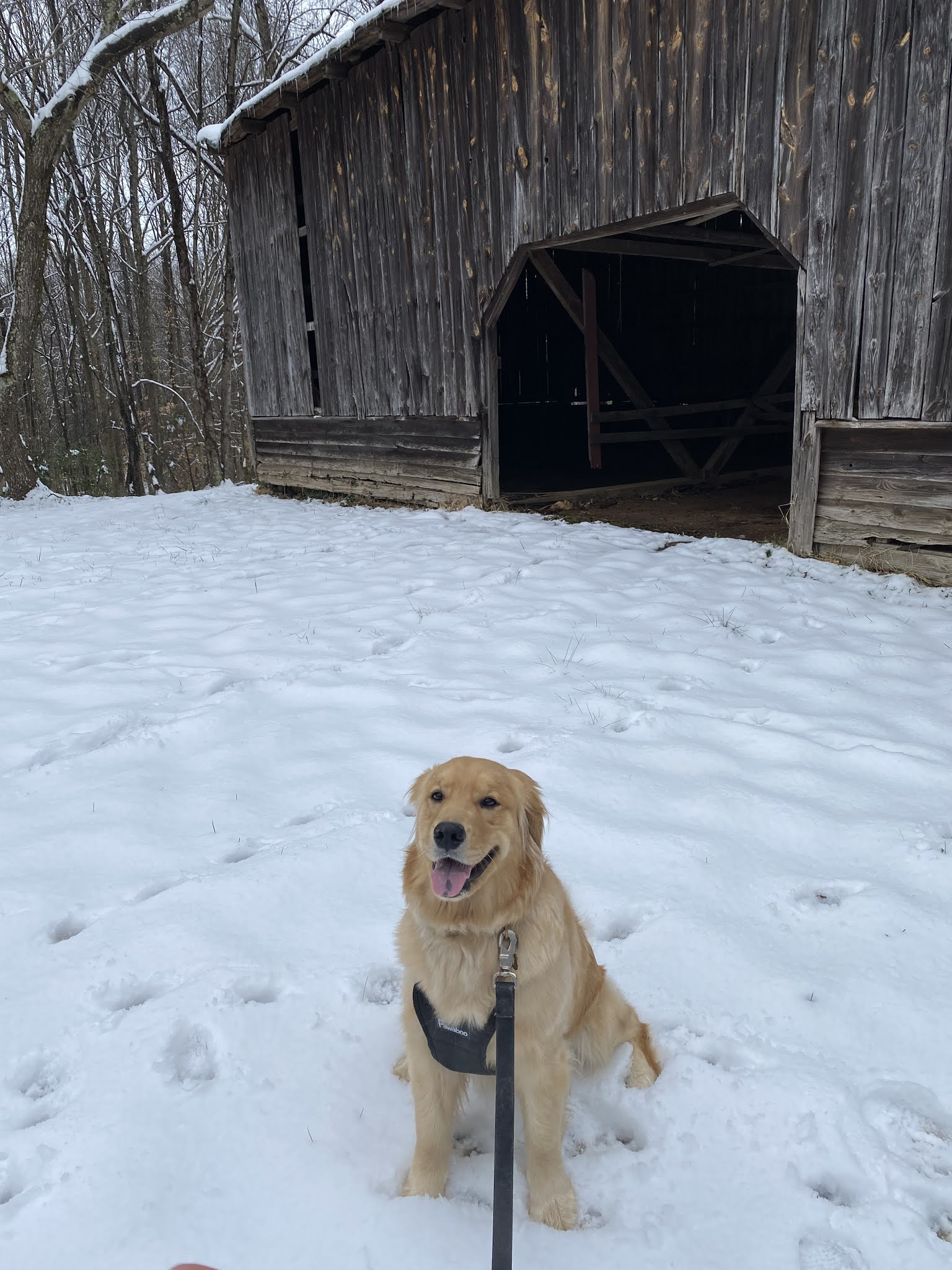 Is 20 Degrees Too Cold For A Dog