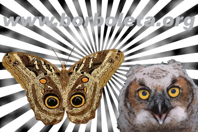 Caligo Borboleta Coruja Borboleta Org