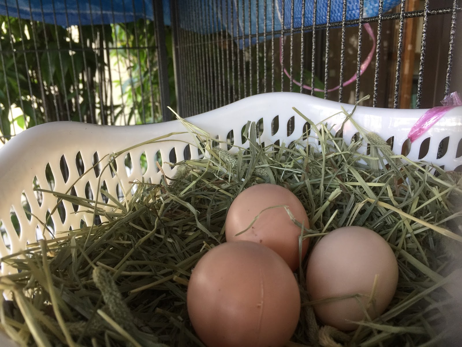 PetuniaLee™ Decoy Eggs