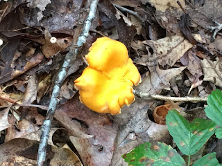 Chanterelle Wild Mushrooms, Wild Edibles, Chanterelle Mushrooms