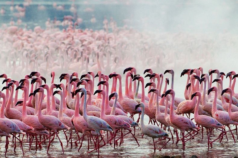 Птицы обитающие на озере Накуру в Кении