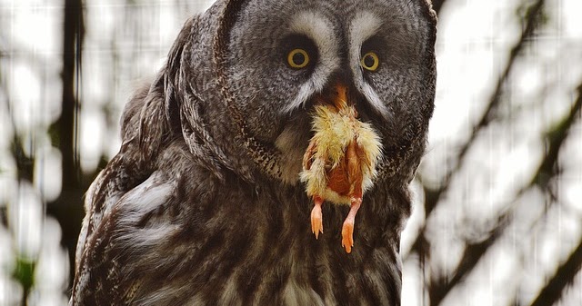 Makanan burung celepuk