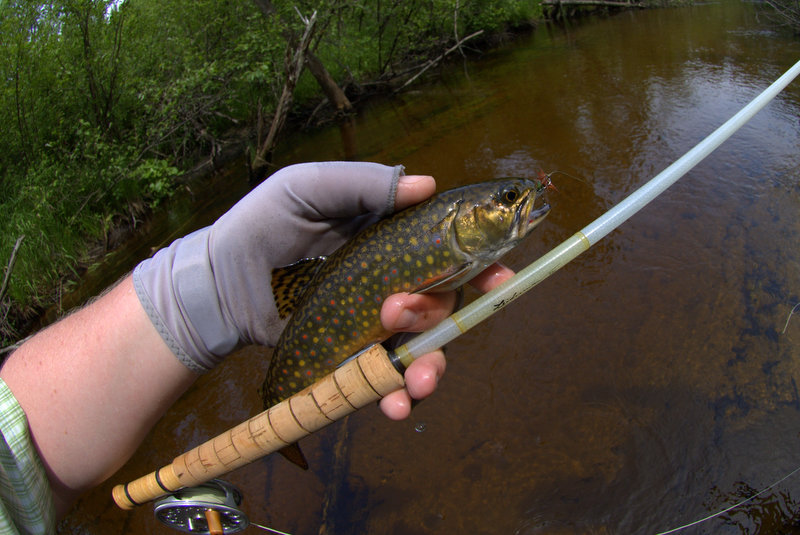 The Fiberglass Manifesto An Afternoon Of Dry Fly Brook Trout