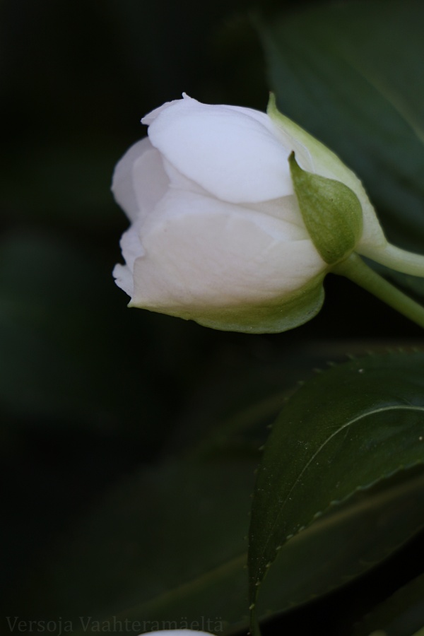 Versoja Vaahteramäeltä Kesakukka varjoon