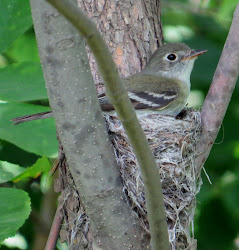 flycatcher least nest birds down settled open birder still flew minutes