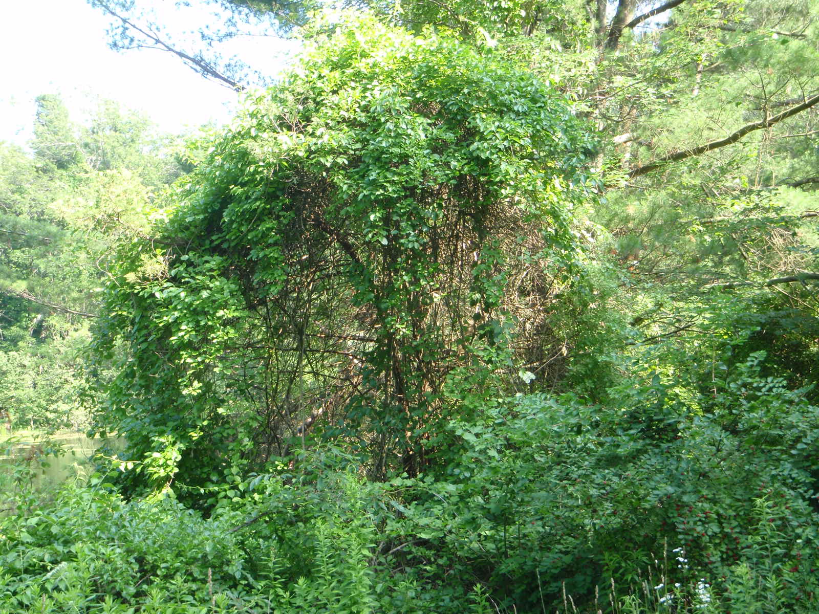 NonNative Invasive Plants Eastern New England