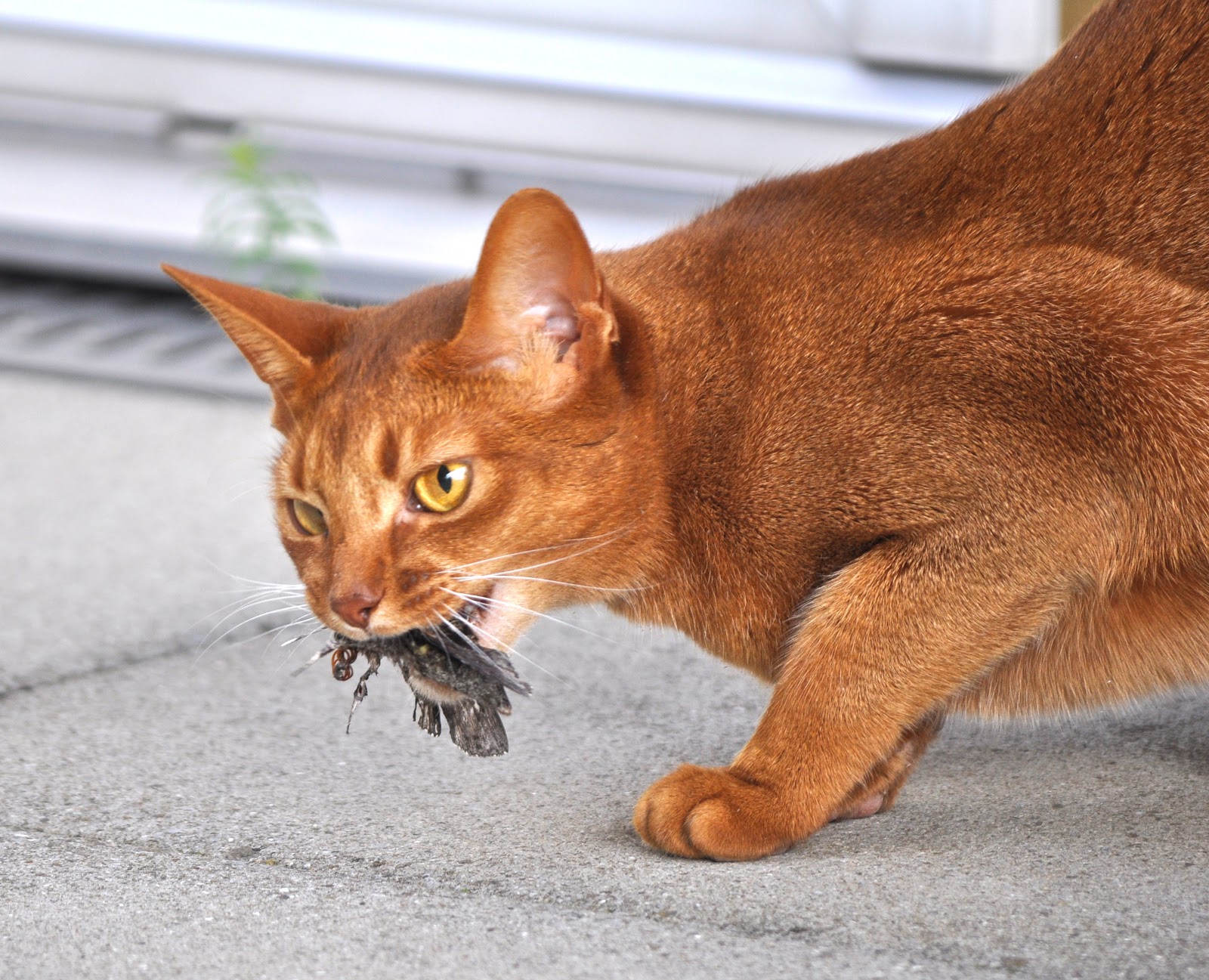 Free Cat Images free cat picture of a cat with prey