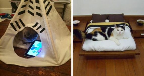 10+ Spoiled Cats That Probably Live Better Than You