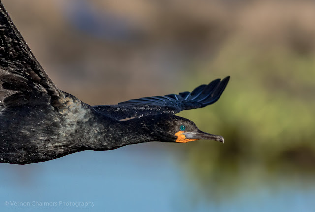 Portrait of a Cape Cormorant over The Diep River Woodbridge Island