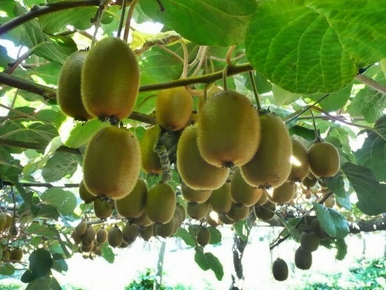 Gambar buah kiwi