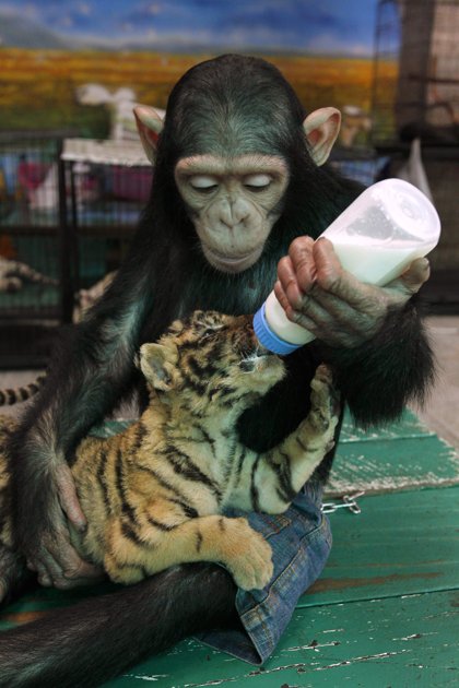 Two-year-old chimpanzee Do Do feeds milk to Aorn, a 60-day-old tiger cub, at Samut Prakan Crocodile Farm and Zoo.