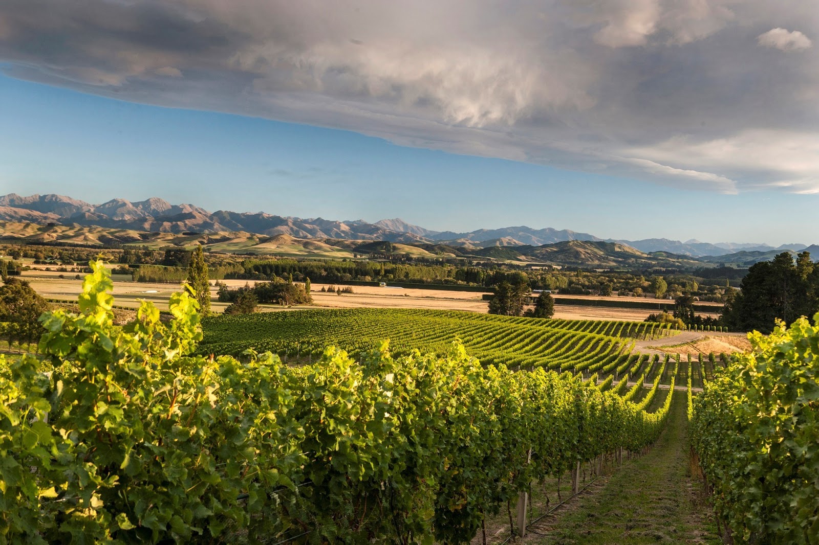 Vino Travels An Italian Wine Blog Seeing The Potential Of North Canterbury Nz With Mt Beautiful Winery