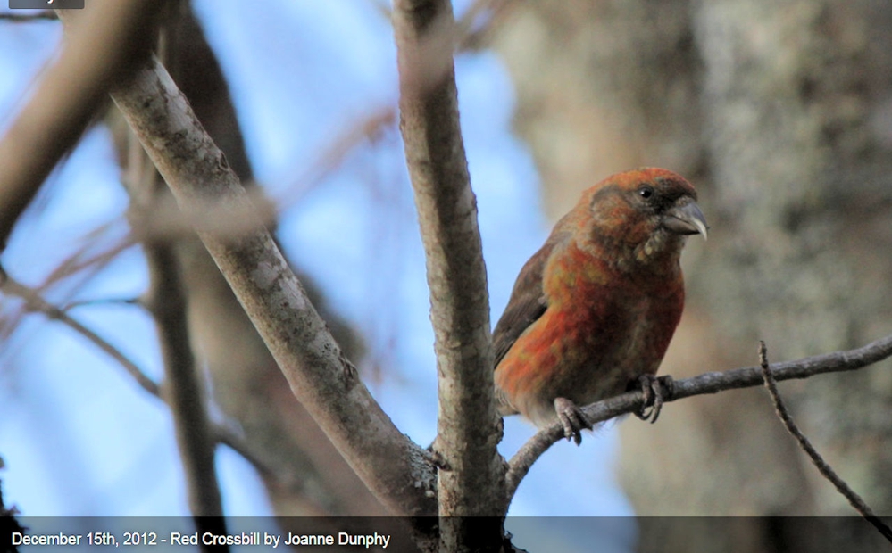 RED CROSSBILL