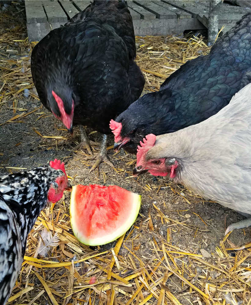 What Do Normal Chicken Droppings Look Like? Fresh Eggs Daily® with